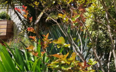 Les jardins Cocon